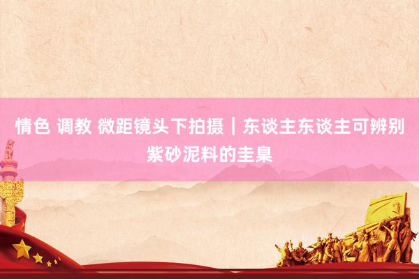 情色 调教 微距镜头下拍摄｜东谈主东谈主可辨别紫砂泥料的圭臬